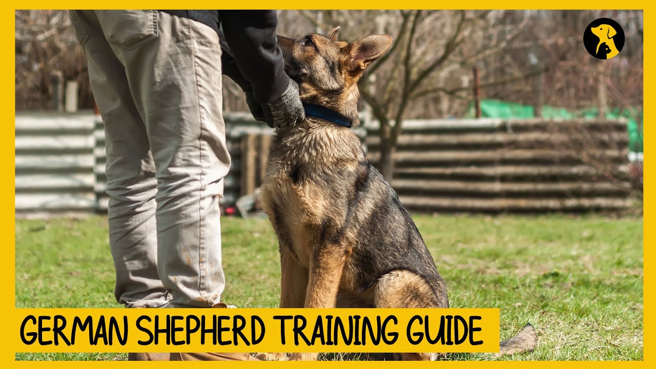 How to Train Your German Shepherd: A Step-by-Step Guide