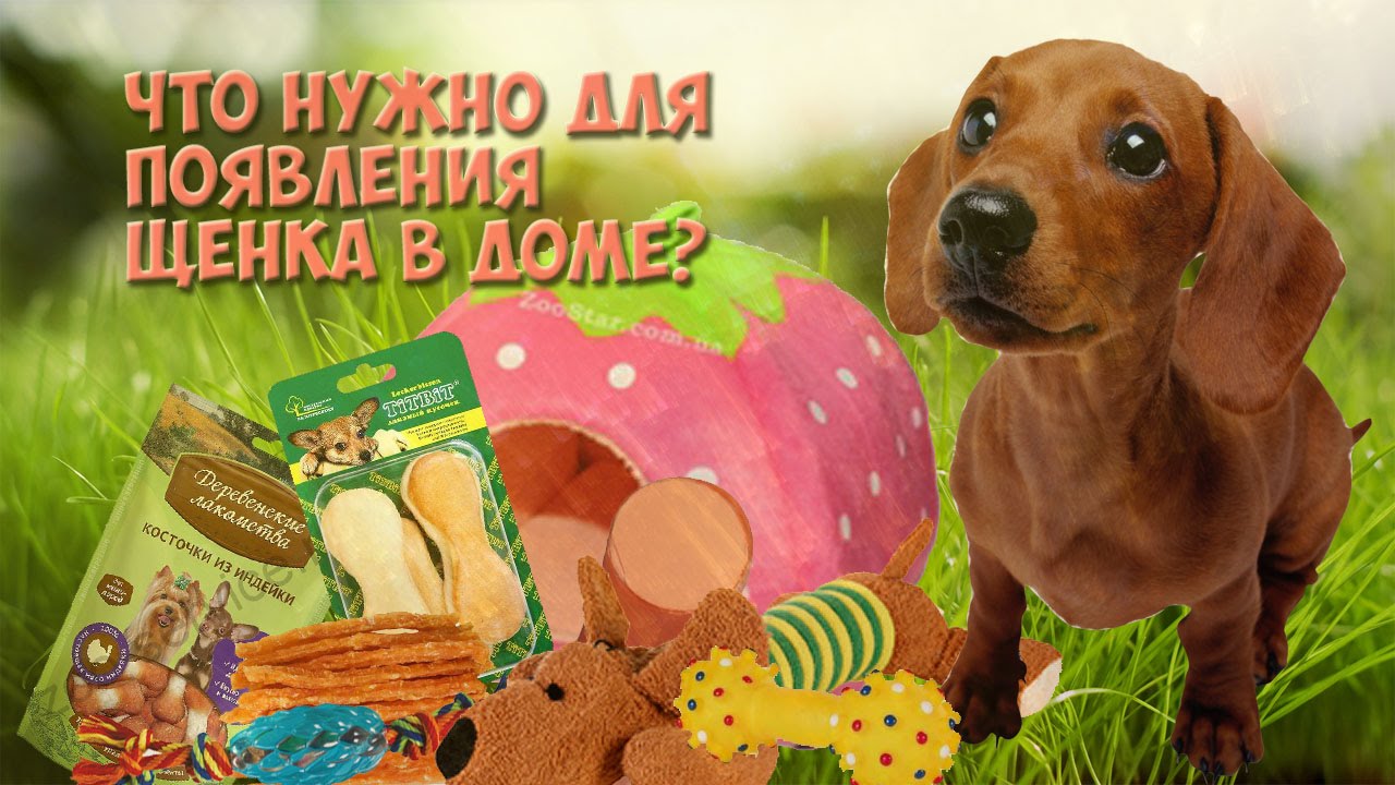 ♦ Что нужно для появления щенка в доме? ♦ Мне купили собаку! ♦