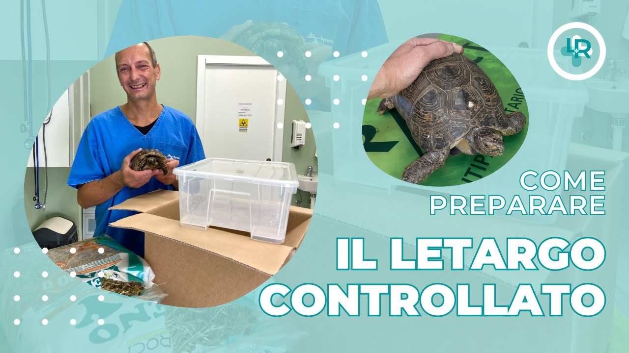 Tartarughe | Letargo Controllato