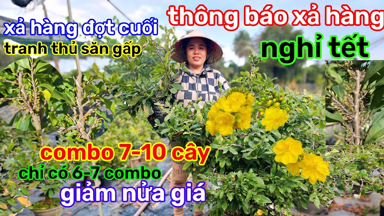 🌲21/1☎️vườn mai Chị Nhi☎️mai ghép chơi tết🌲xả lô combo🌲rẻ nhất vùng🌲xả hàng đợt cuối 