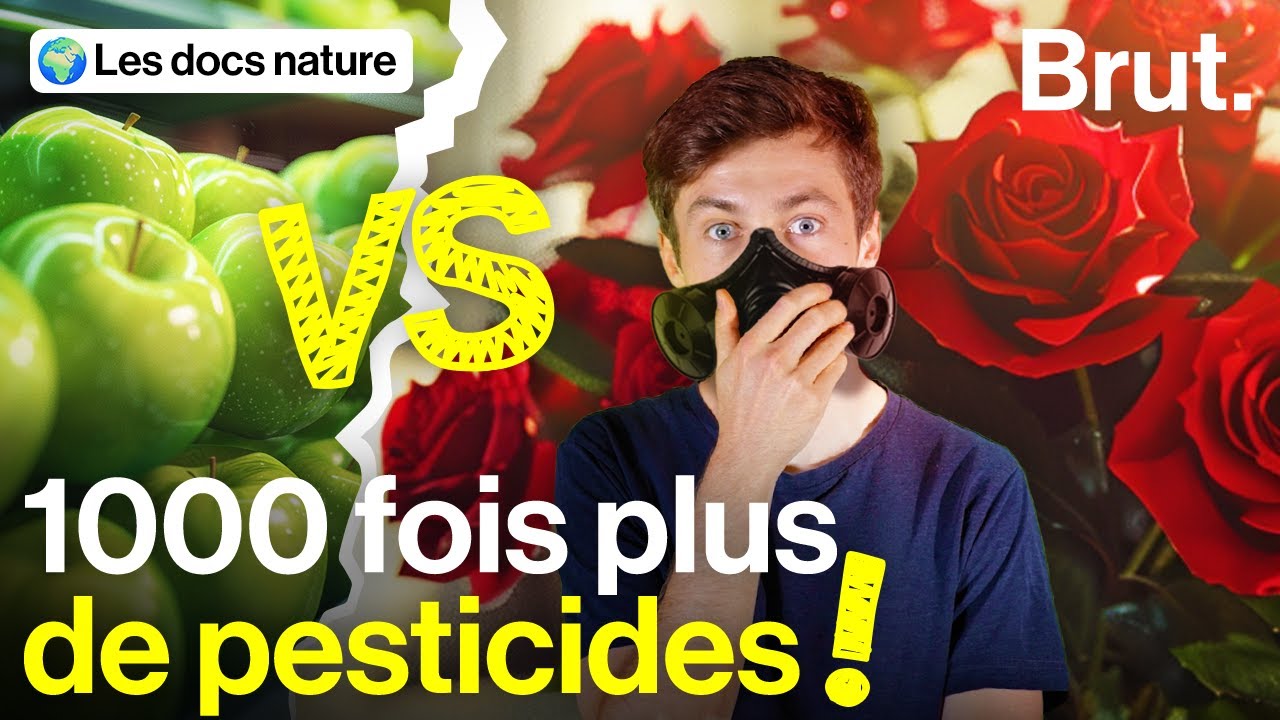 Fête des mères : la triste réalité du marché des fleurs coupées