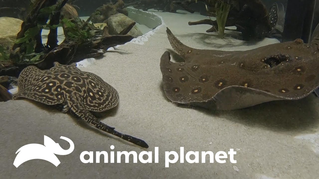 Alimentando a raya motoro y mantarraya tigre rescatadas | El Acuario | Animal Planet
