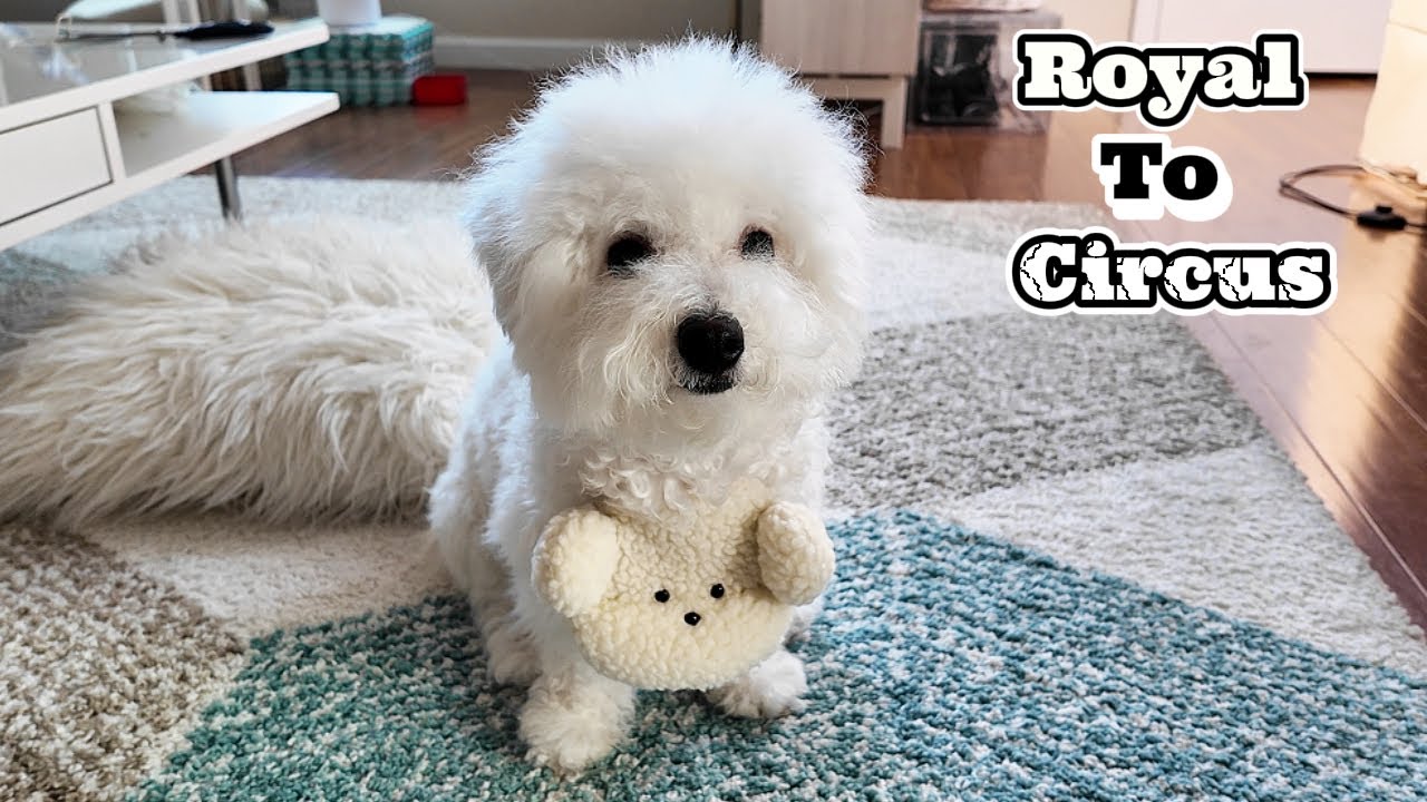 Bichon Frise Breed History and Origins (Unexpected Past 😲)