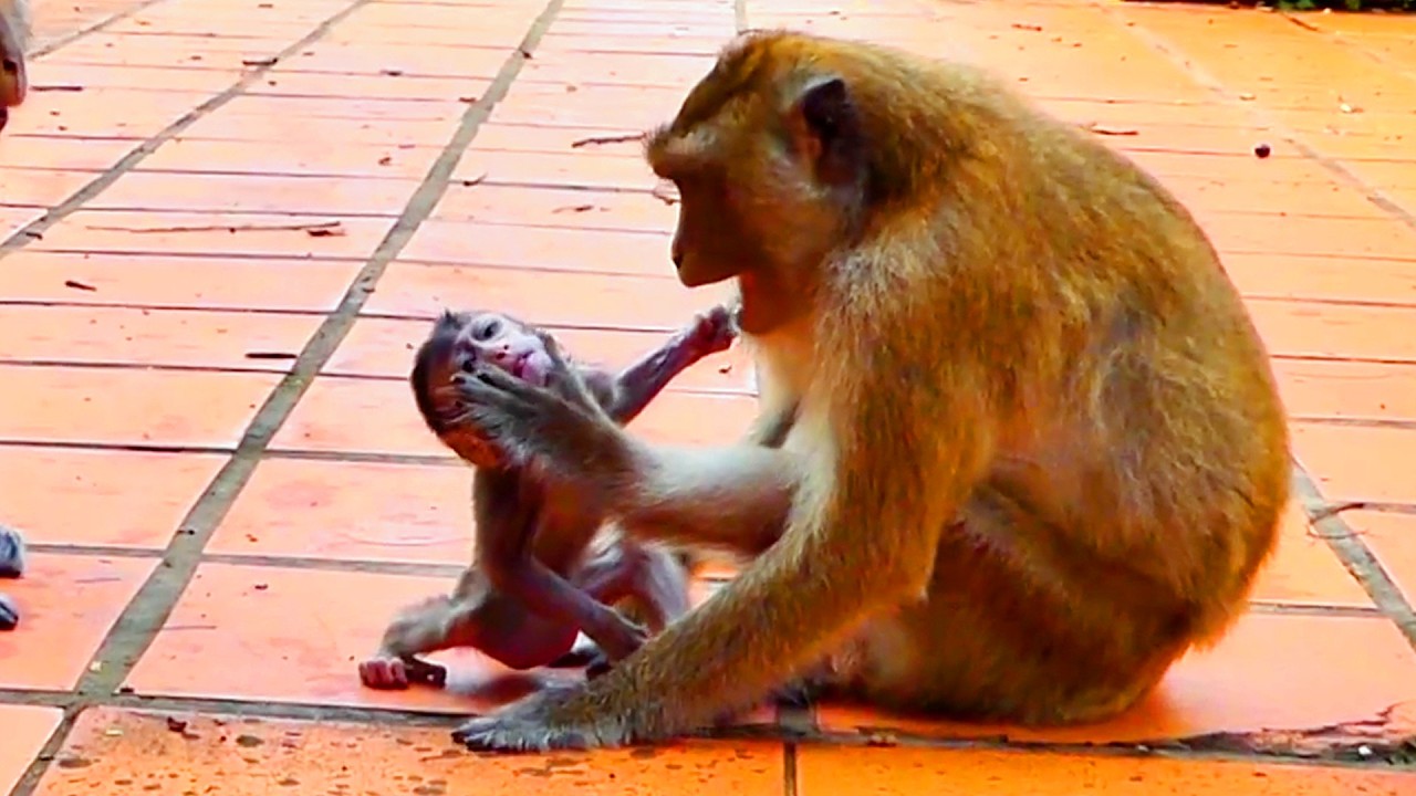 Copy of Live: Baby Monkey Wants Milk but Mama Encourages Patience 🐒💛.