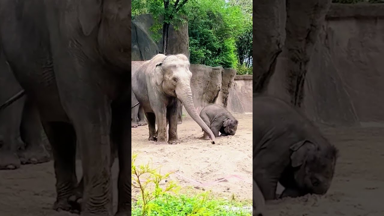 TOP 10 Funniest Elephants in My 2025 Ranking! 😂🐘 #animalshorts #babyelephants #animals #cute