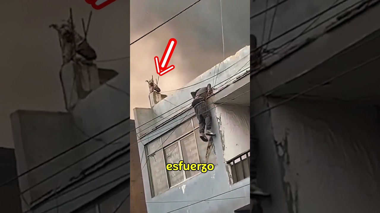 Este hombre rescata a&uacute;n un perro en peligro #perros #animales #heroes