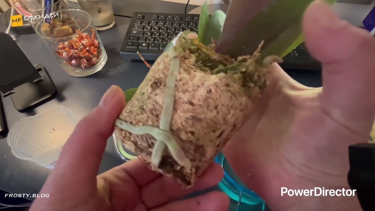 Новые орхидеи. Распаковка
