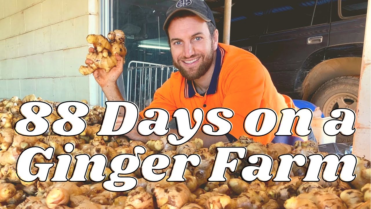 Working on a Farm in Australia | A Day in the Life Ginger Picking | 88 Days Working Holiday 👨🏼‍🌾
