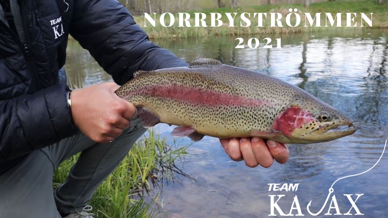 Helt sjukt fiske i Norrbyströmmen!! ( 43 fiskar ) | Flugfiske 2021 | Team Kajax