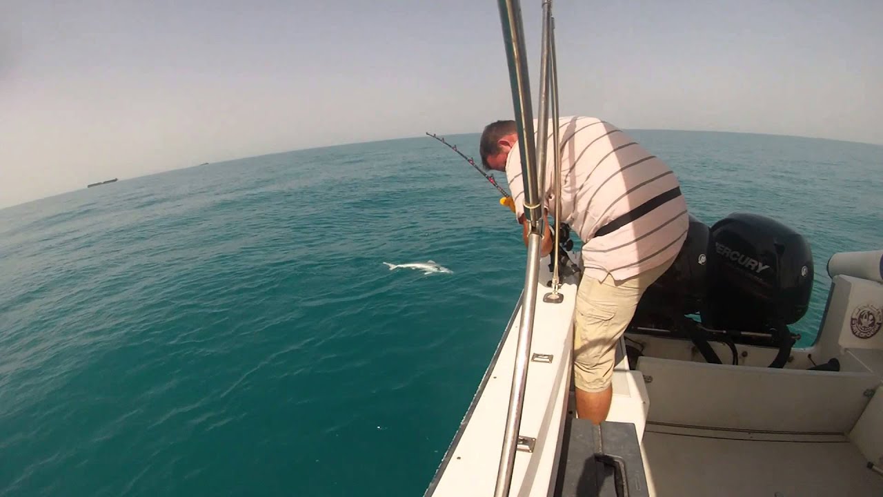Blacktip Shark Qatar - Sea fishing Qatar, Doha
