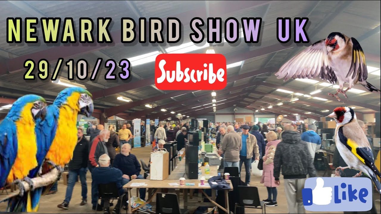 NEWARK Bird Show UK  29/10/23.  Part { 2 }             نمایشگاه پرندگان زینتی انگلیس سال ۲۰۲۳ قسمت ۲