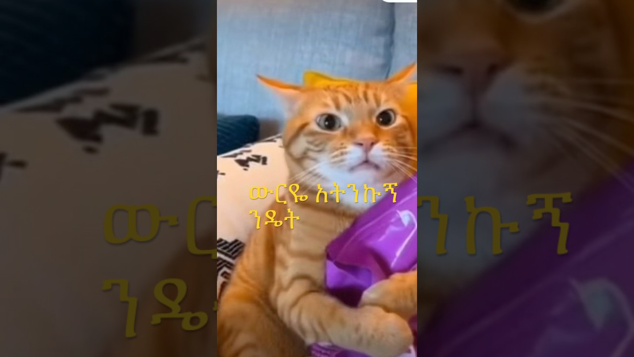 Kitty mad don&rsquo;t touch my stuff #cat አትንኩኝ