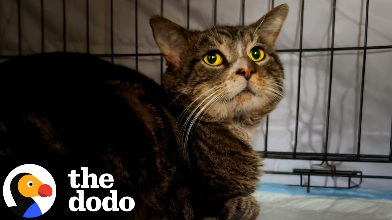 Кота спасли с рельсов бруклинского метро | The Dodo