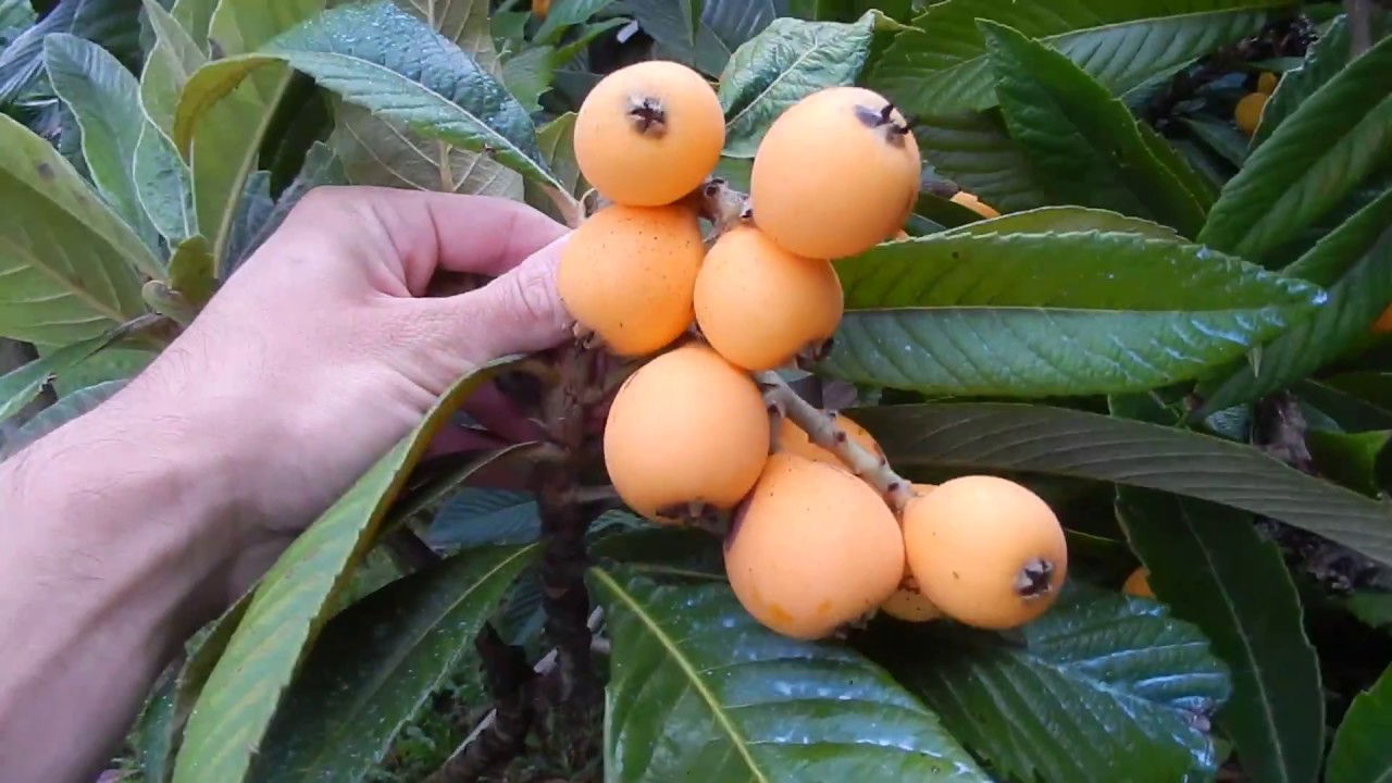 The Loquat ( Eriobotrya japonica)