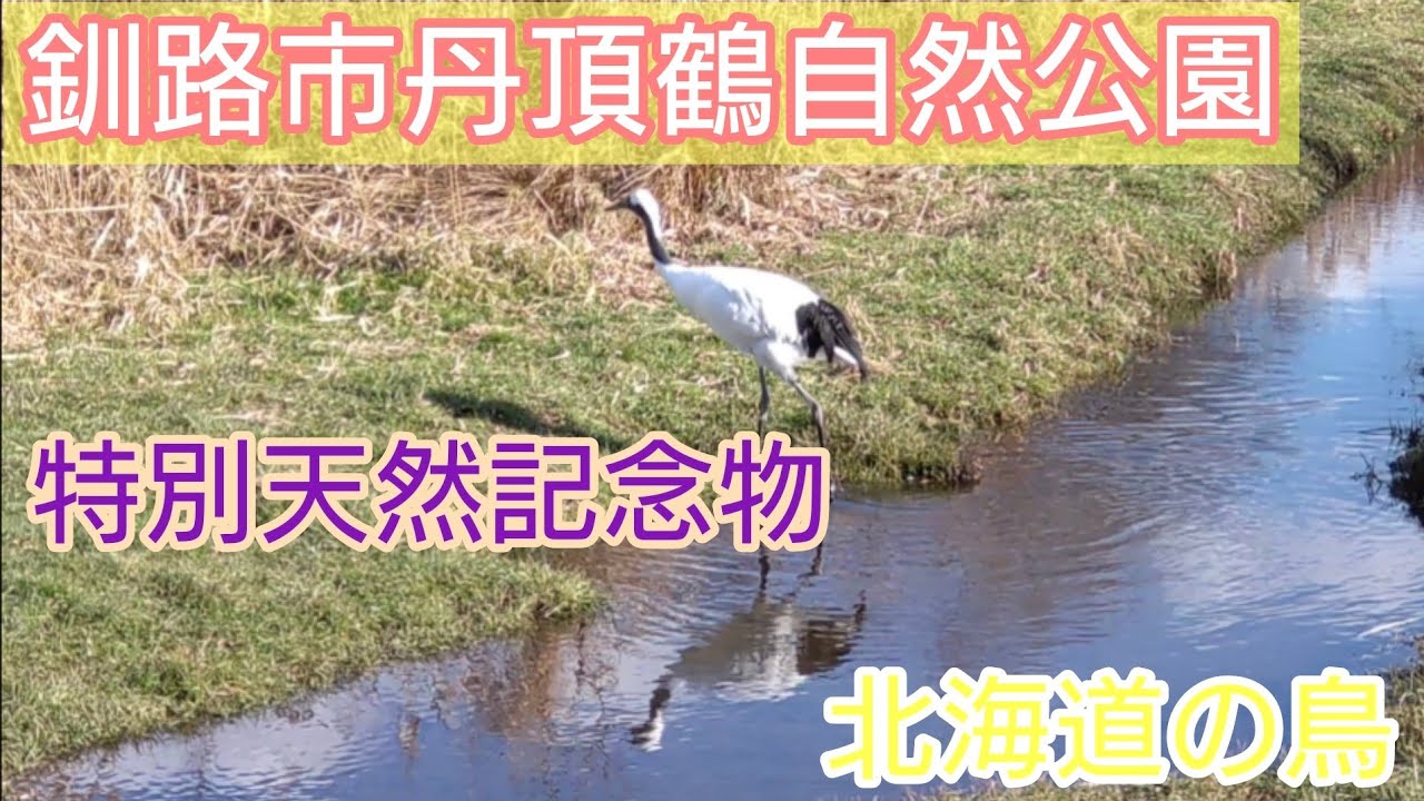 【釧路市丹頂鶴自然公園】のびのびと暮らしている丹頂鶴を観察できます