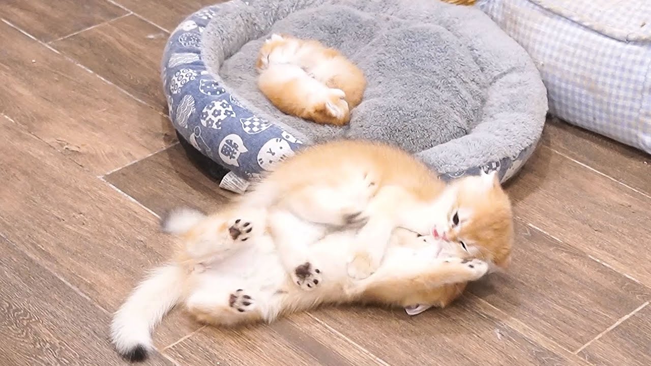 Two cats Ginger and Garlic take on the task of looking after the kittens to help mom cat