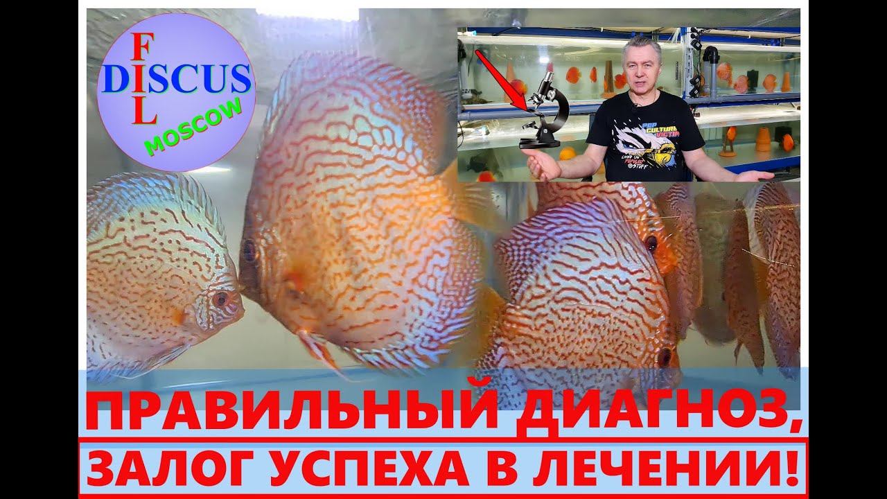 ДИСКУСЫ - ПРАВИЛЬНЫЙ ДИАГНОЗ ЗАЛОГ УСПЕХА В ЛЕЧЕНИИ!