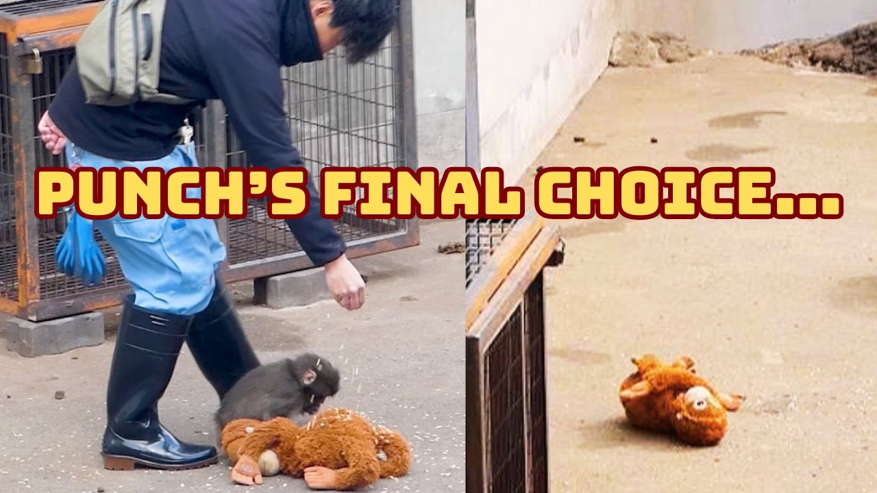 Punch’s Final Choice - Why he left his Teddy behind?
