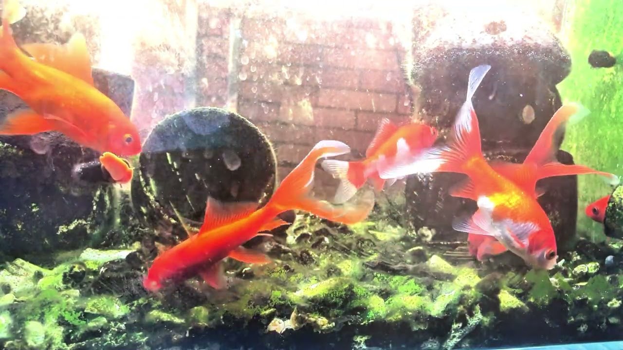 Lucky fish| Heal music 🌳 No Ads🌳Quiet Tank Vibes: Soft Ambient Sounds for Meditation and Rest