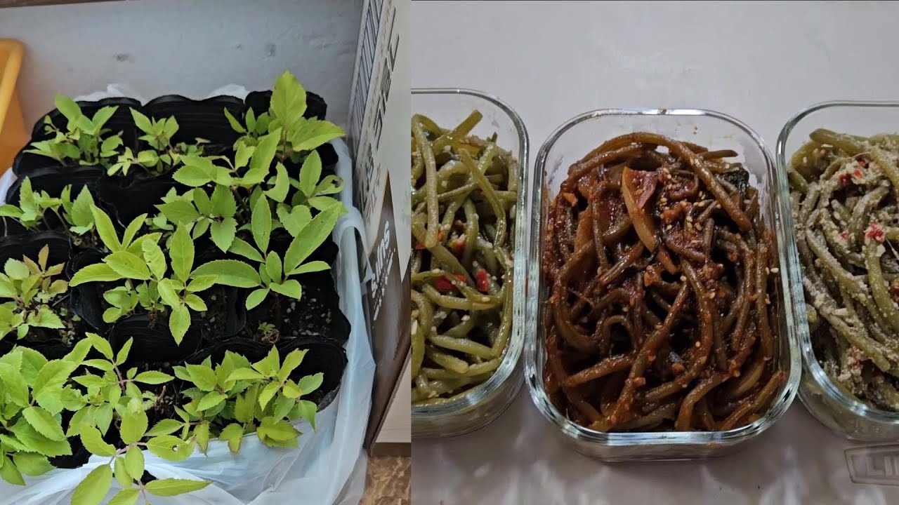 가을이 성큼 다가온 텃밭/ 눈개승마 모종심기/ 호박만두 만들기/ 고구마줄기 볶음 3가지 버전