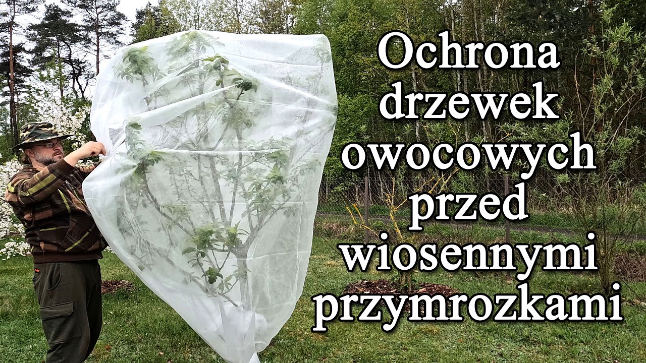 Ochrona drzewek owocowych przed wiosennymi przymrozkami. Kwiaty, zawiązki owoców, nocne przymrozki.