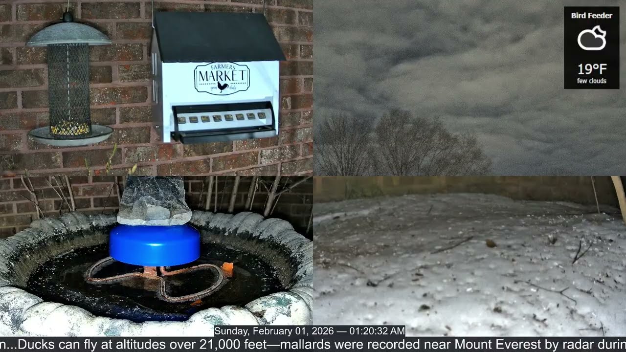 LIVE Bird Feeder Cam | Flock Around the Clock 🐦 | 2/1/2026
