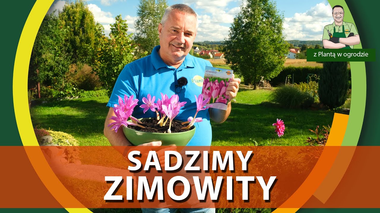 Jak sadzić zimowity - Z PLANTĄ W OGRODZIE
