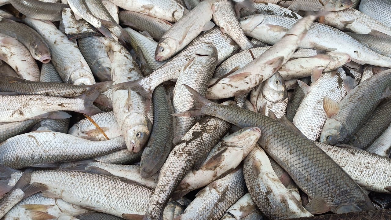 caspian sea  fish || wow fishing