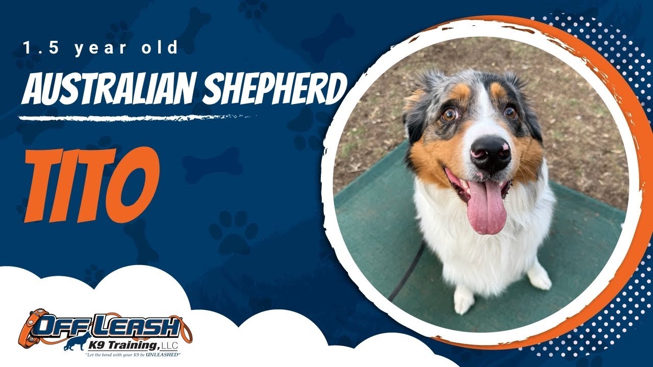 Australian Shepherd, 1.5 yrs old, Tito | Best Dog Training Central Missouri | Off Leash K9