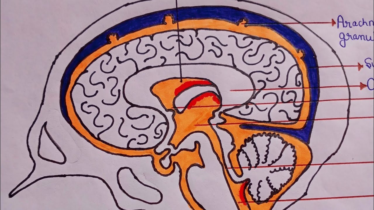 Ventricles of the Brain Explained Simply | Human Brain Anatomy II Brain Anatomy for NEET I in 7 min