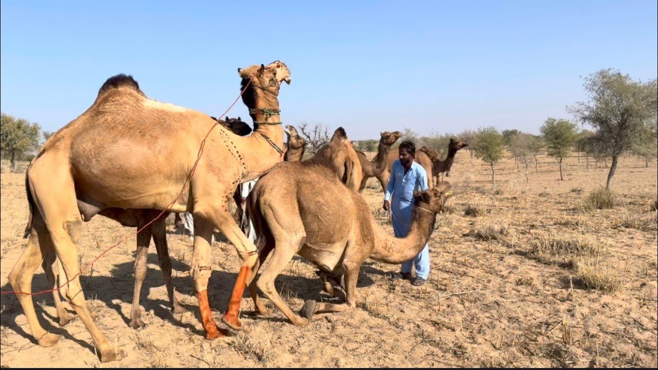 جمل شاب يلهو بين القطيع في الصحراء ويُظهر سلوكاته الطبيعية**