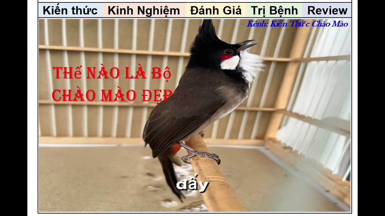 Cách chọn chào mào bộ đẹp theo Pp nhất tiến Lập