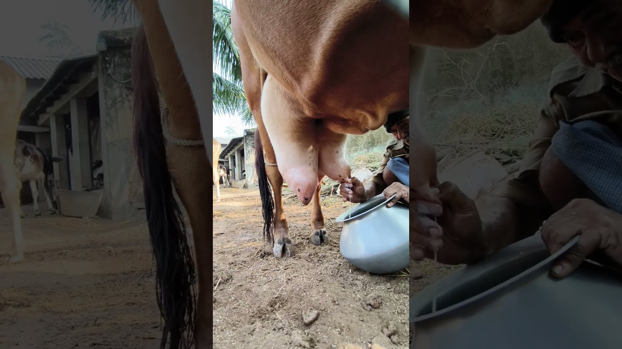 cow milking by hand by a old man#Gir cow milking#cattle farming
