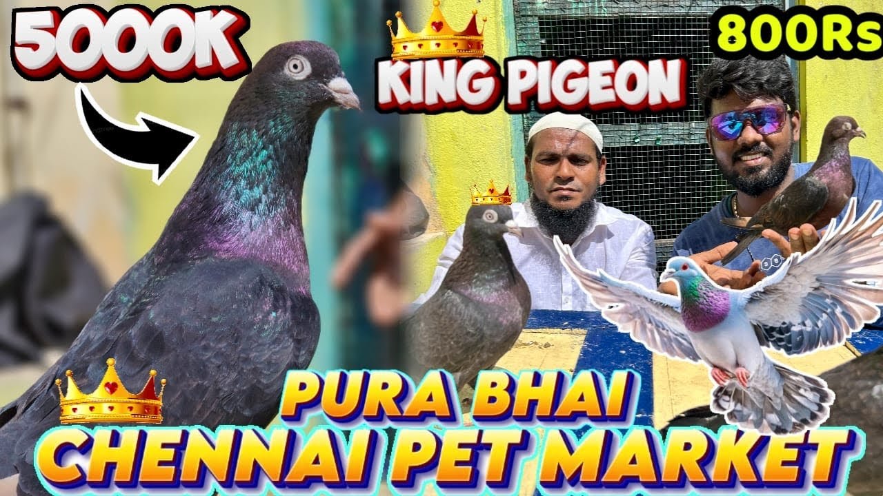 Chennai Pet Market Latest video 2025🔥🔥|| Perambur🐦‍⬛PURA BHAI🐦‍⬛Exclusive Rare Breeds & Best Deals‼️