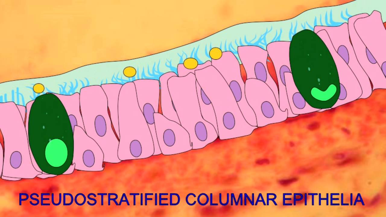 CILIA & FLAGELLA