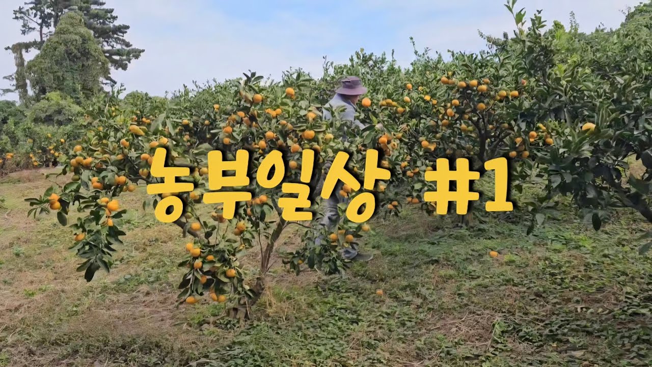 제주 농부의 하루 👨‍🌾 | 귤·당근 수확 전 현장 공개 & 출고 일정 안내