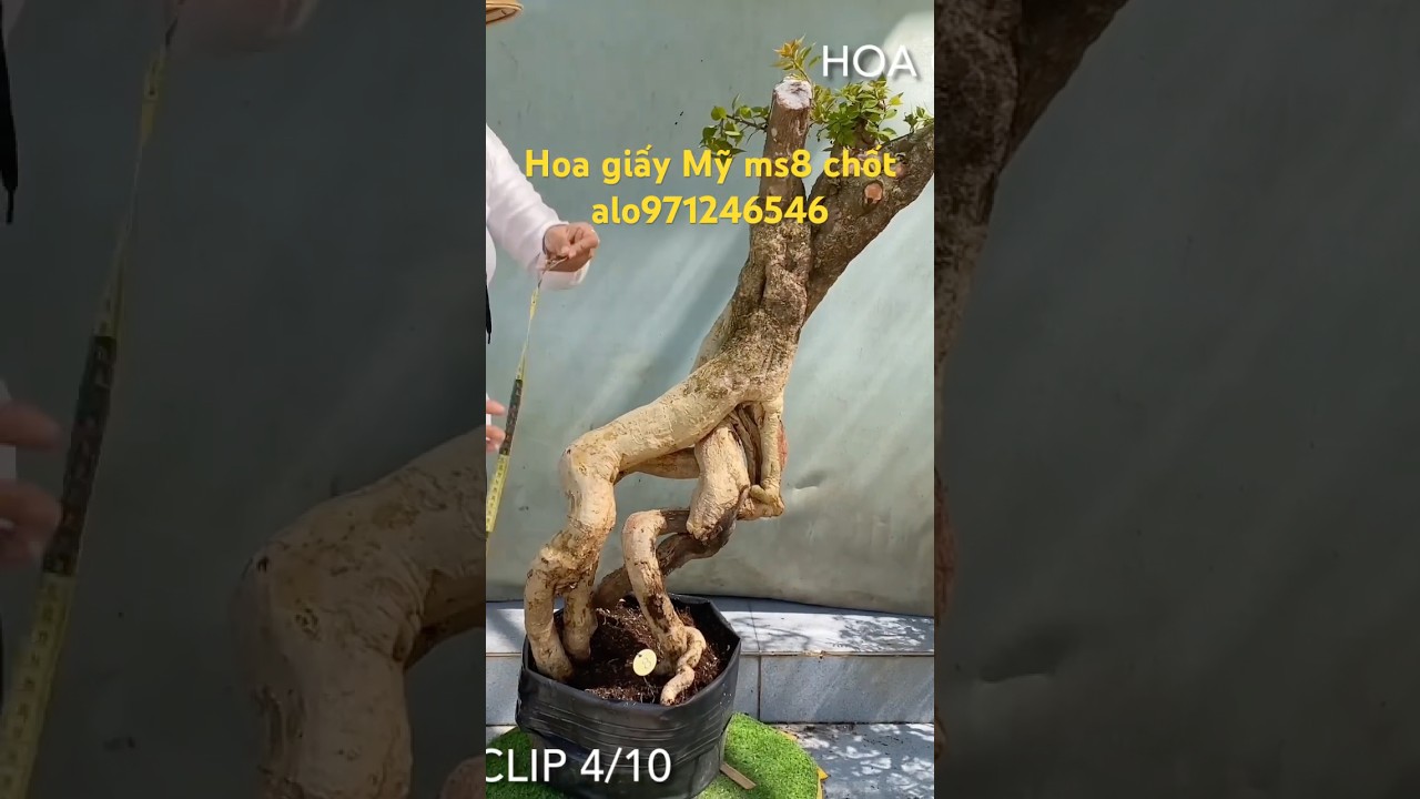 Hoa giấy Mỹ bonsai đẹp