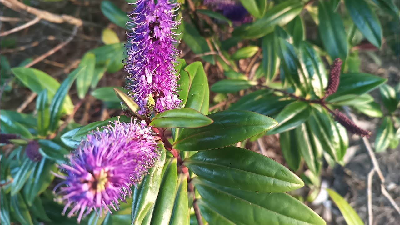 #videos#garden#flowerphotography#Hebe speciosa@kapcoastsunsetcliviaseascapes