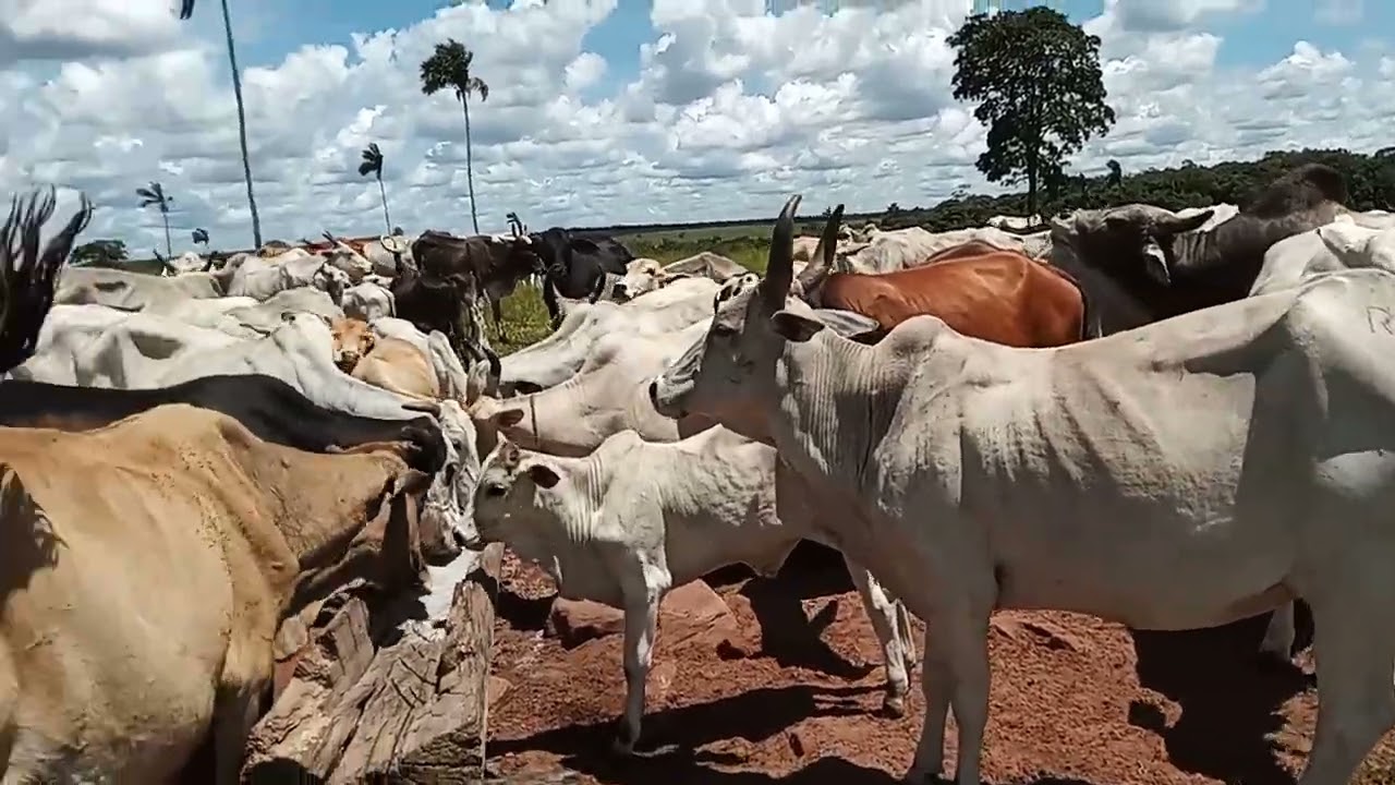 A luta diária no  sítio  não para.