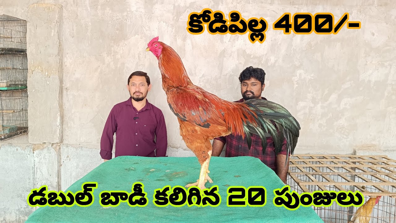  విజిట్ చేసిన ఫామ్ లో మొత్తం 20 పుంజులు ఫామ్ నంబర్ 9000243514 | skn pets 