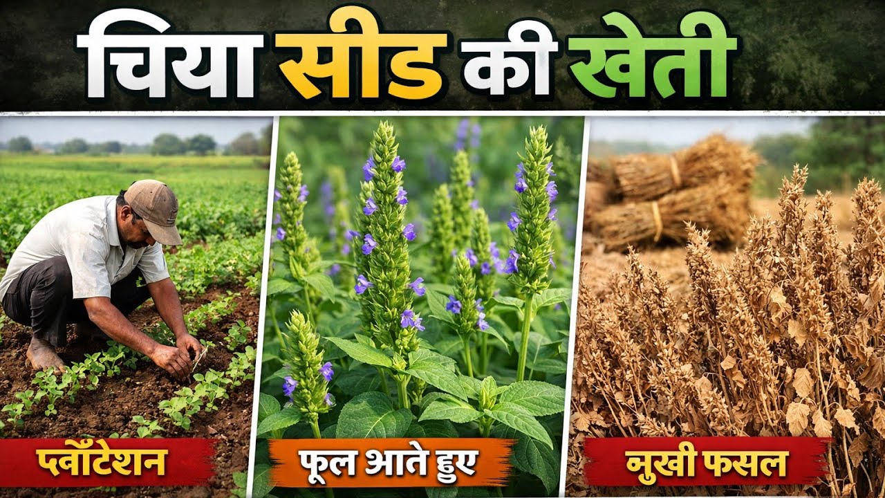 खेत से Live फसल के 3 रूप  #chiaseeds की खेती  || चिया सीड की खेती Bhilwara 