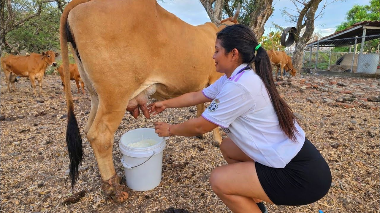 🚨😱 Asi ordeña las vacas Maria en el campo 
