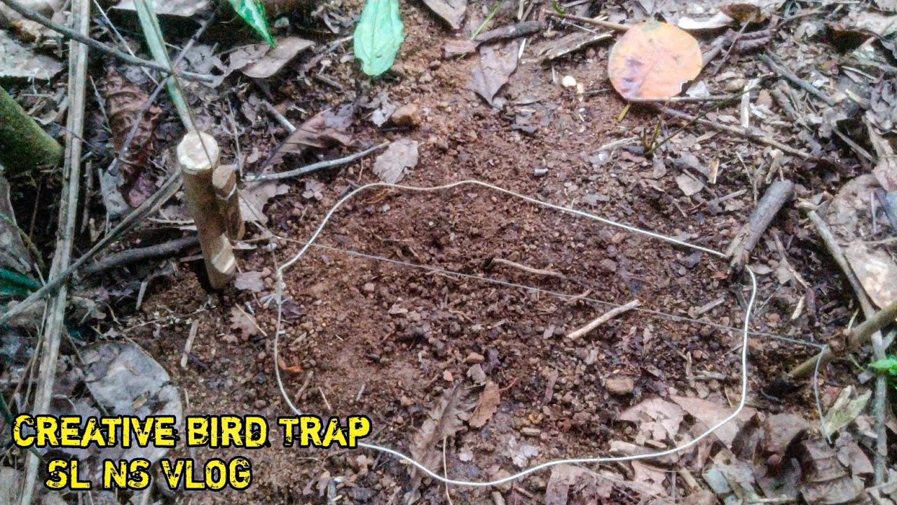 Wild chicken trap so fast so easy 100% work ✅