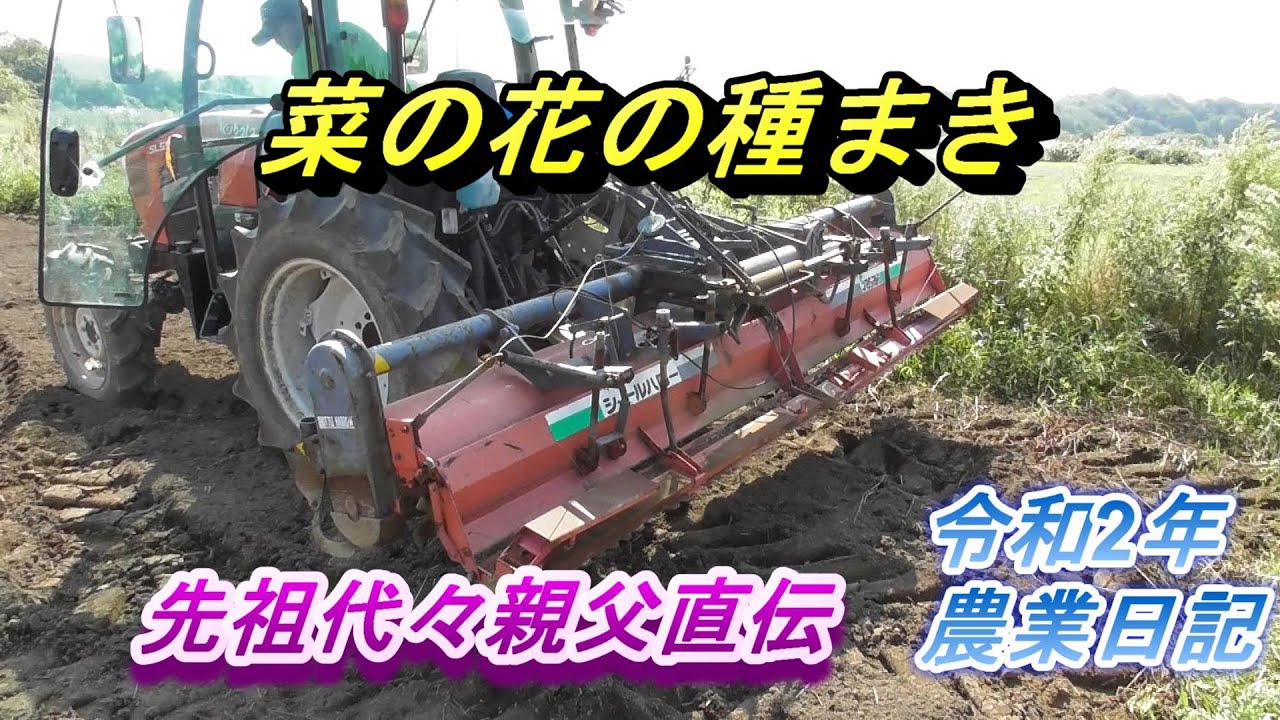 菜の花の種まき