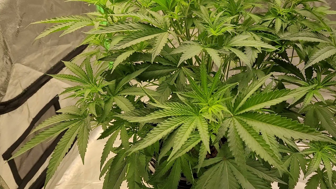 Grand daddy purp DWC, week 1 of flower. Alone in a 4&times;4.