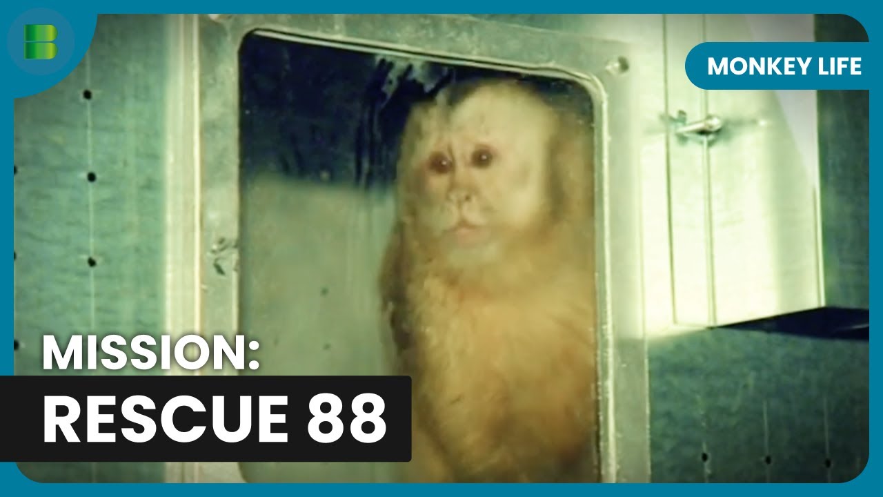 88 Monkeys' Journey to Freedom! - Monkey Life - Documentary