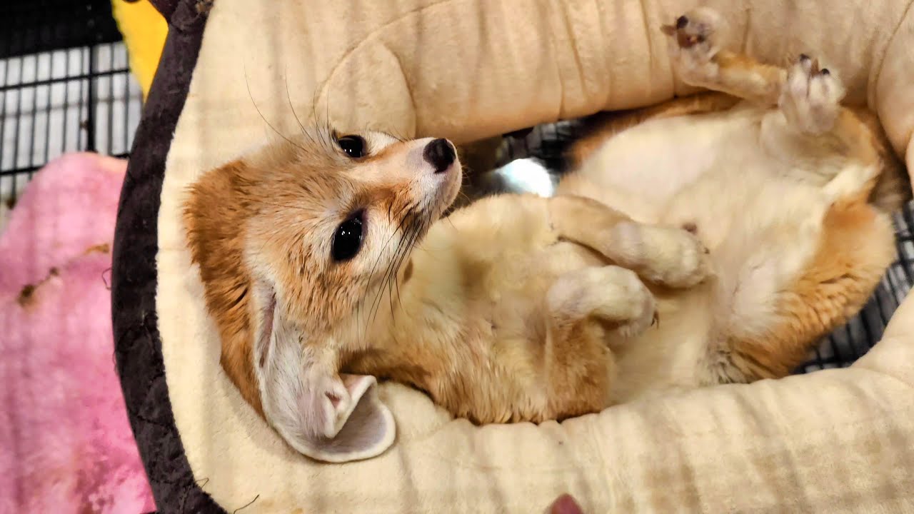 飼い主が帰ってきた時が一番うるさいフェネック