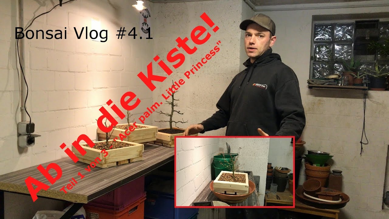 Ab in die Kiste Teil 1 von 3 | Ahorn Acer palmatum 