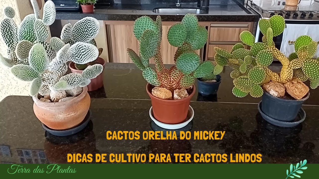 Como cultivar cactos orelha do Mickey