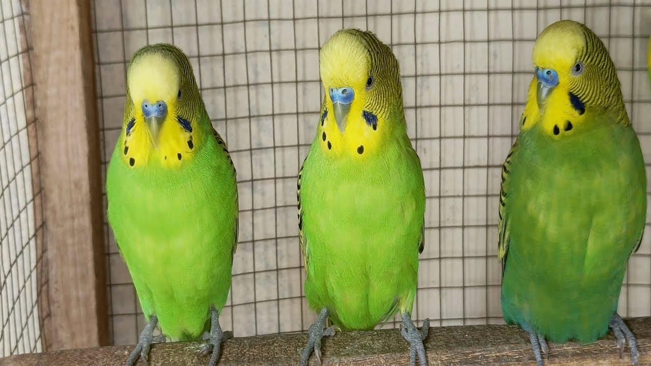 3 Hours Cute Budgie Sounds for sad budgies  | Relaxing Parakeet Chirping & Singing